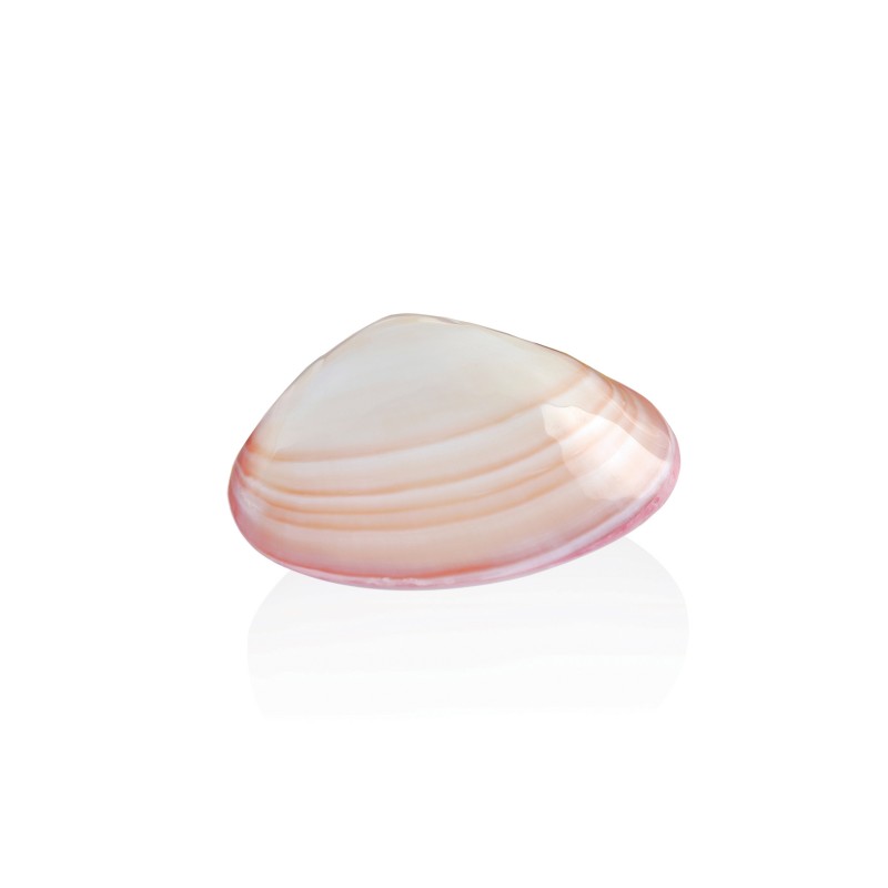 Školjka Lava shell<p> 1 x školjka