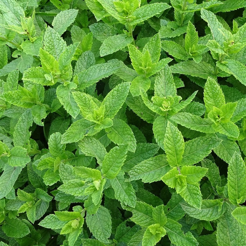 Balzam za ustnice Mandarina in mint pomaga odpraviti razpokane in izsušene ustnice.